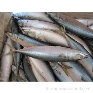 produk kompetitif ikan mackerel pasifik beku